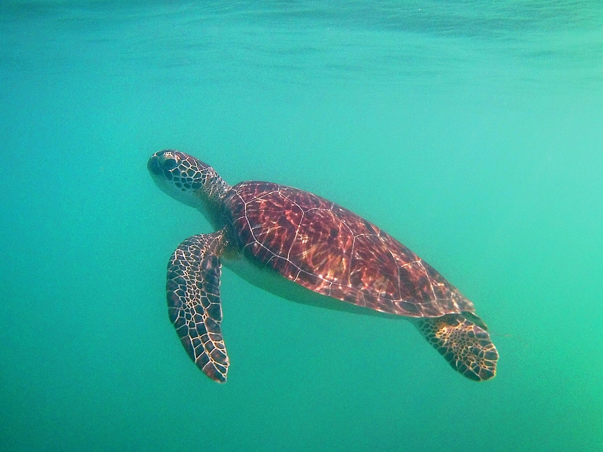 tartaruga caretta carretta