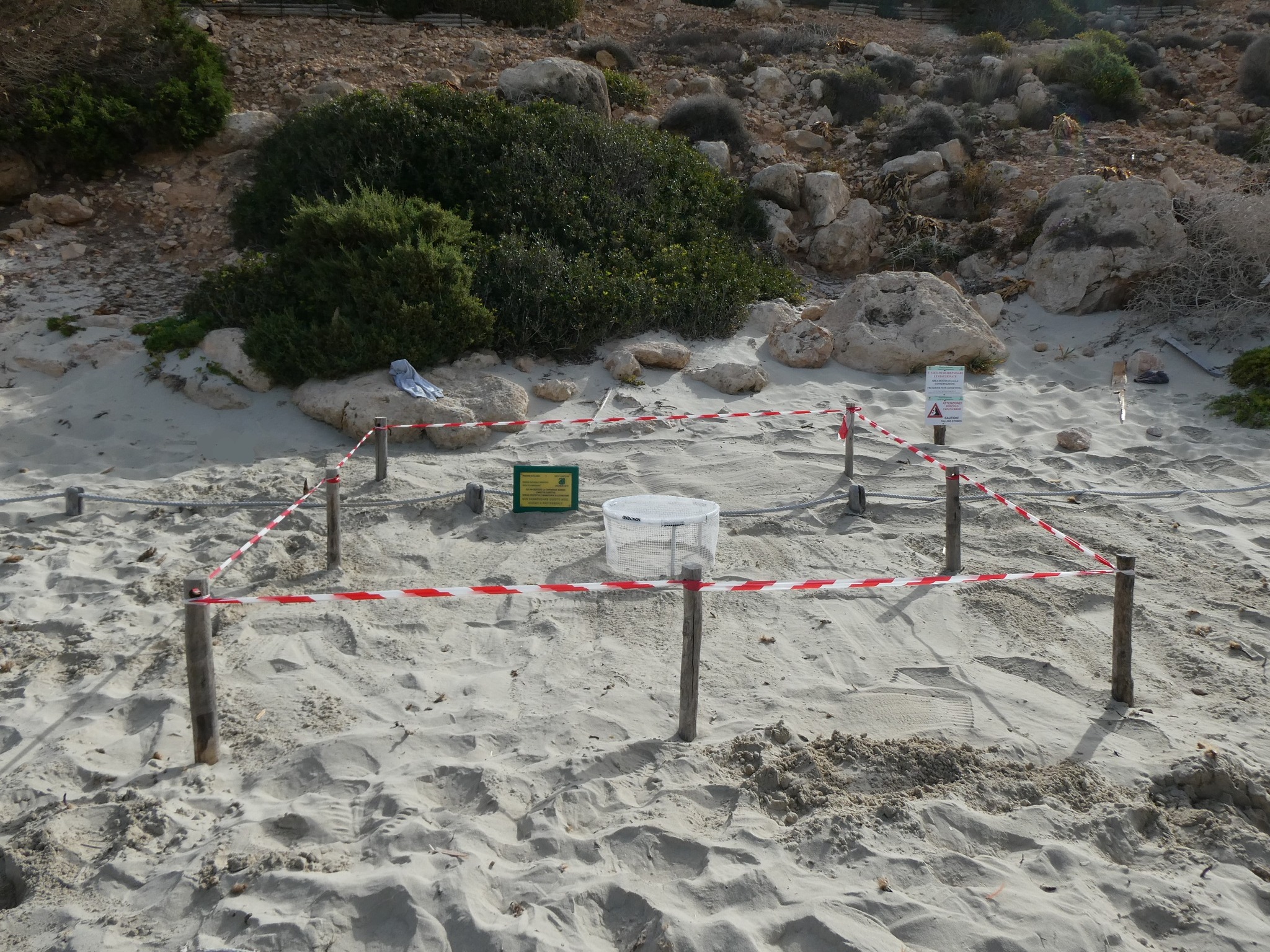 Nido tartarughe Lampedusa